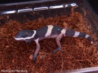 HW-005  hatchling.jpg