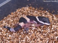 HW-006  hatchling.jpg