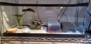 Gecko Enclosure.jpg