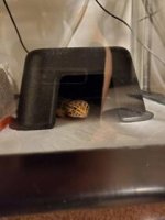 Hide.jpg