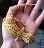 gecko.jpg