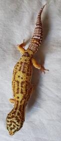 Full Body.jpg