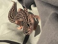 6529F16F-6C1A-42C2-A062-B2E665E90695.jpg 6529F16F-6C1A-42C2-A062-B2E665E90695.jpg