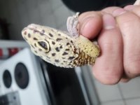 20210514_220020.jpg 20210514_220020.jpg