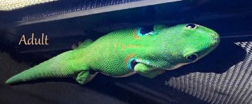 Adult-Peackok-Gecko-27.jpg