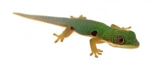Peacock-gecko-217.jpg