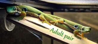 Adult-Peackok-Gecko-05.jpg