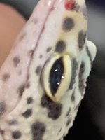 RockyEyeSuperZoom.jpg