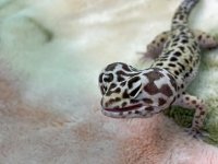 A1547EBF-6D94-46FB-99D0-280DA3A17F15.jpg A1547EBF-6D94-46FB-99D0-280DA3A17F15.jpg