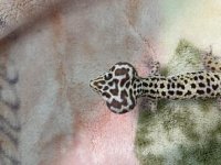 2AF7A5AE-E8DB-45E0-8CA0-7DFE79568F64.jpg 2AF7A5AE-E8DB-45E0-8CA0-7DFE79568F64.jpg