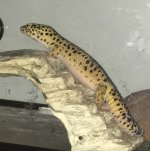 IMG_5450.jpg IMG_5450.jpg