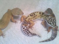 My Leopard Gecko Trio 001.jpg