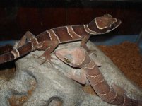 Parents of the hatchlings "Pondo & Horseshoe".jpg