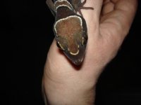 "Horseshoe"-Mother of the hatchlings..jpg