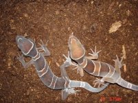 two kinds of pulchellus.jpg