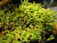 mystery plant.jpg
