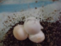 june 22 new web pics 016.jpg