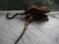 crestie baby 6 22 012.jpg