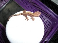 crestie baby 6 22 027.jpg