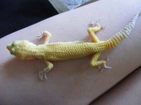 Geckos 7-18-08 003.jpg