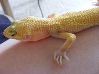 Geckos 7-18-08 004.jpg