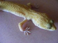 Geckos 7-18-08 005.jpg