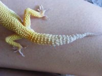 Geckos 7-18-08 006.jpg