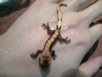 hatchling 1.jpg