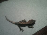 Hatchling 2.jpg