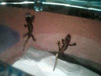 hatchlings.jpg