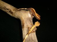 S7301004_1024x768.jpg
