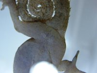 rollis 027.jpg