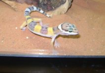 DSC01532(2).JPG DSC01532(2).JPG