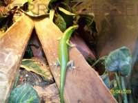GREEN TREE SKINK 4.jpg