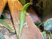 GREEN TREE SKINK 5.jpg
