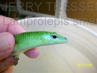 Lamprolepis smaragdina 2.jpg