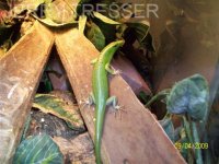 GREEN TREE SKINK 6.jpg