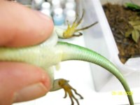 UNDERSIDE OF GREEN TREE.jpg