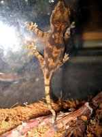 Rh.auriculatus_oddball2.jpg