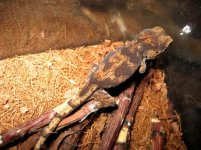 Rh.auriculatus_oddball3.jpg