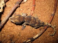 Rh.auriculatus_red3.jpg