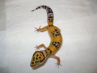 Molt 3.jpg Molt 3.jpg