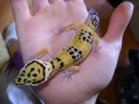 DSC01786.jpg DSC01786.jpg