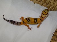 DSC01783(2).jpg DSC01783(2).jpg