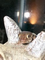 Za Gecko 003.jpg