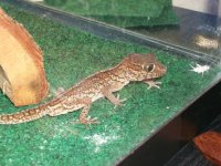 Za Gecko 012.jpg