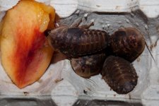 roaches01.jpg