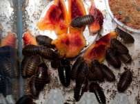 roaches02.jpg
