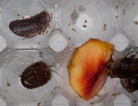 roaches03.jpg