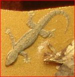 Gekko(2).JPG